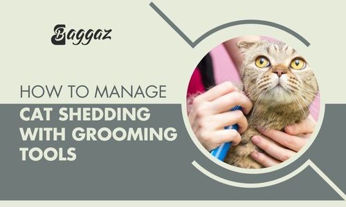 Cat Shedding with Grooming Tools