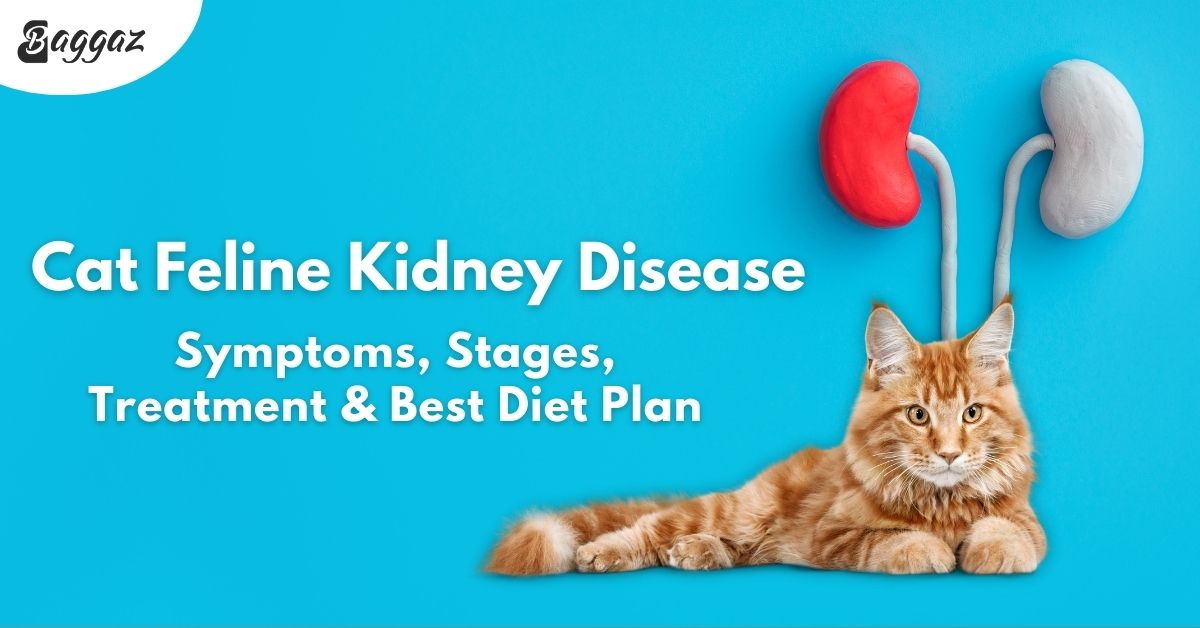 Cat Feline Kidney Disease: Symptoms, Stages, Treatment & Best Diet Plan